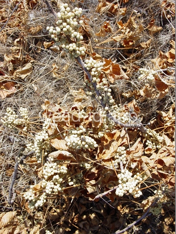 poison-ivy, Rydberg's